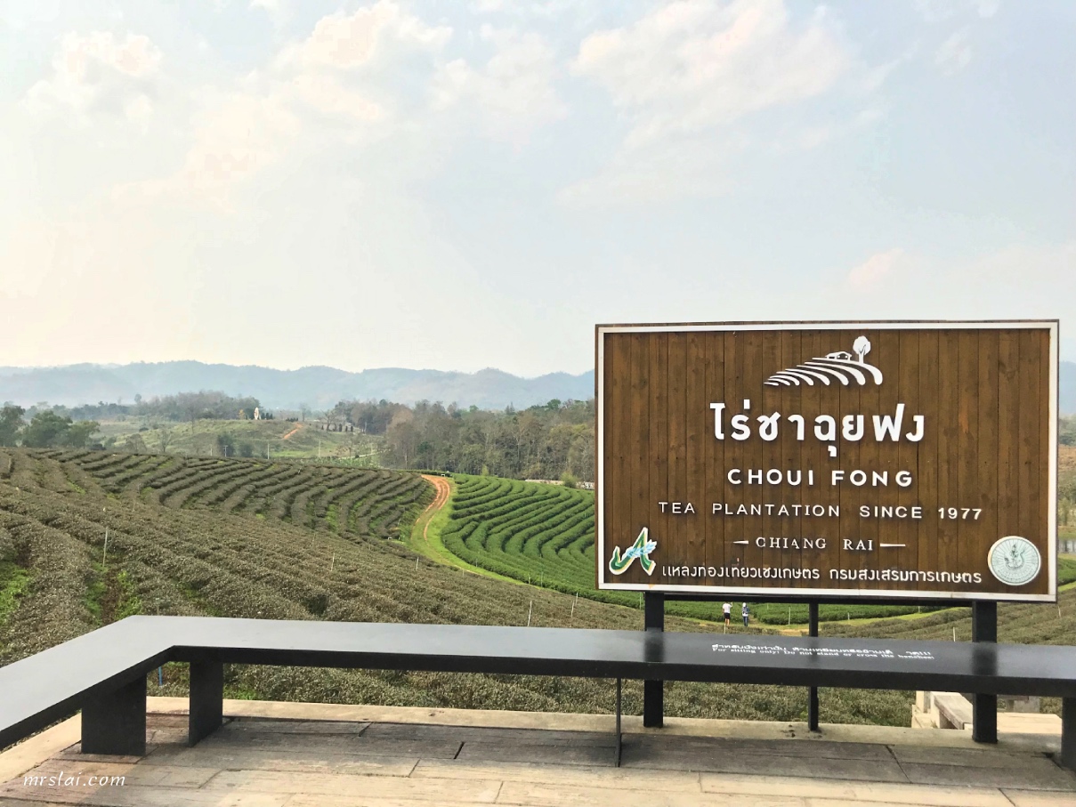 tea plantation